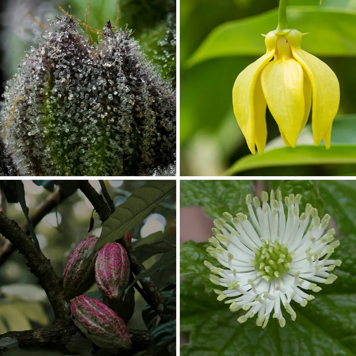 Ancient Botanical Reserve