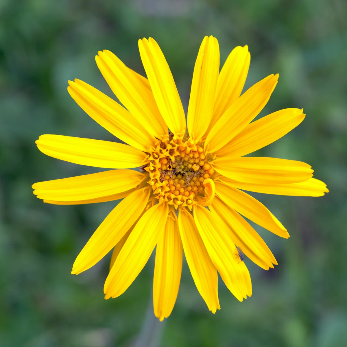 Arnica